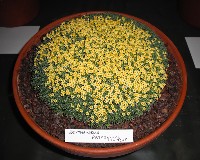 Benthamiella patagonica